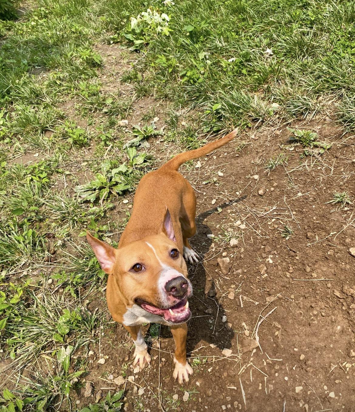 Coco, a Adoptable mixed breed in Junction City, KY image 2/6