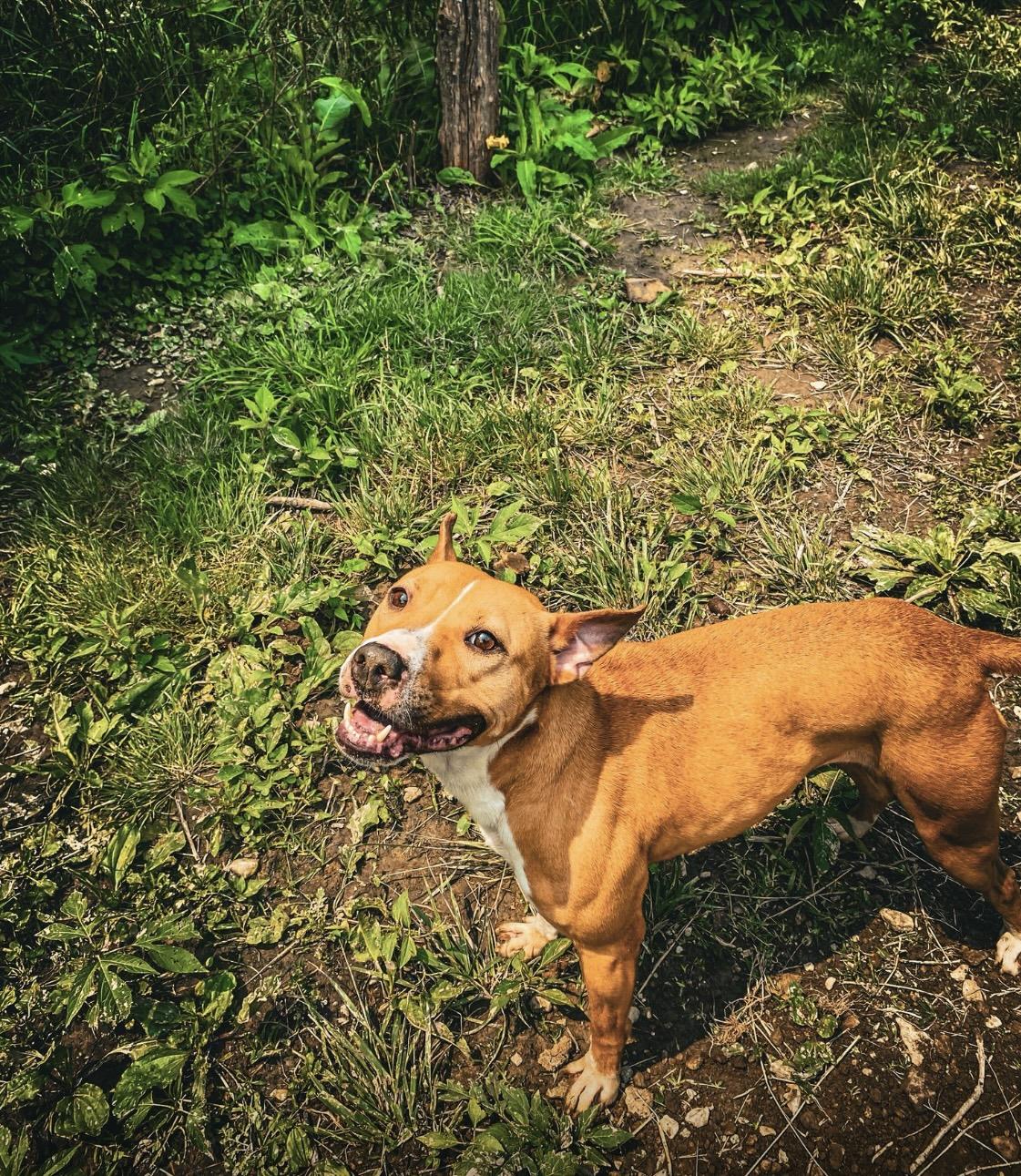 Coco, a Adoptable mixed breed in Junction City, KY image 6/6