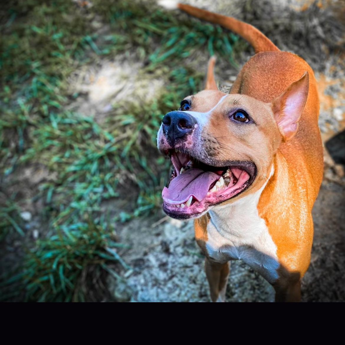 Coco, a Adoptable mixed breed in Junction City, KY image 4/6