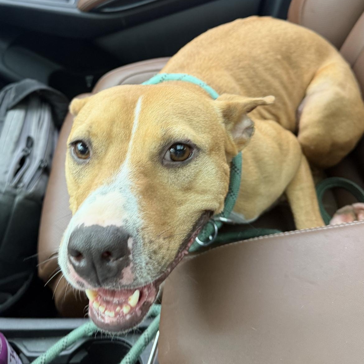 Coco, a Adoptable mixed breed in Junction City, KY image 5/6