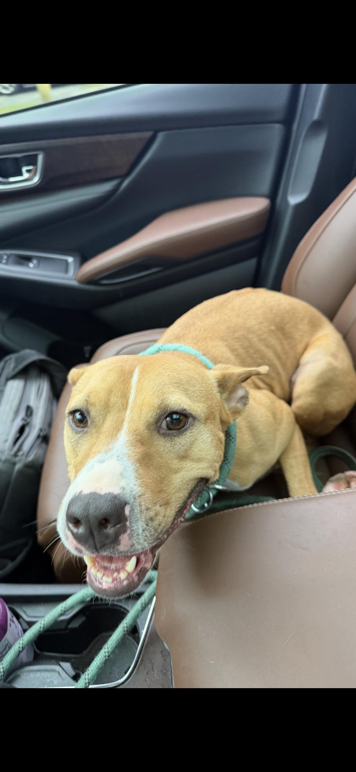 Coco, a Adoptable mixed breed in Junction City, KY image 5/6