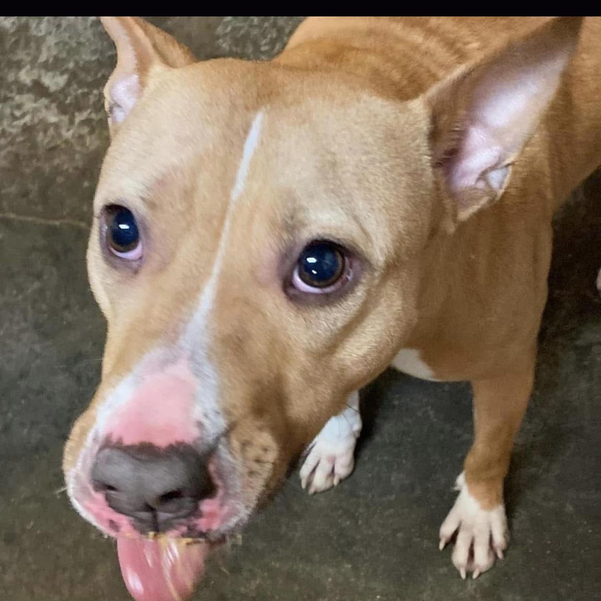 Coco, Adoptable, Adult Female American Staffordshire Terrier.