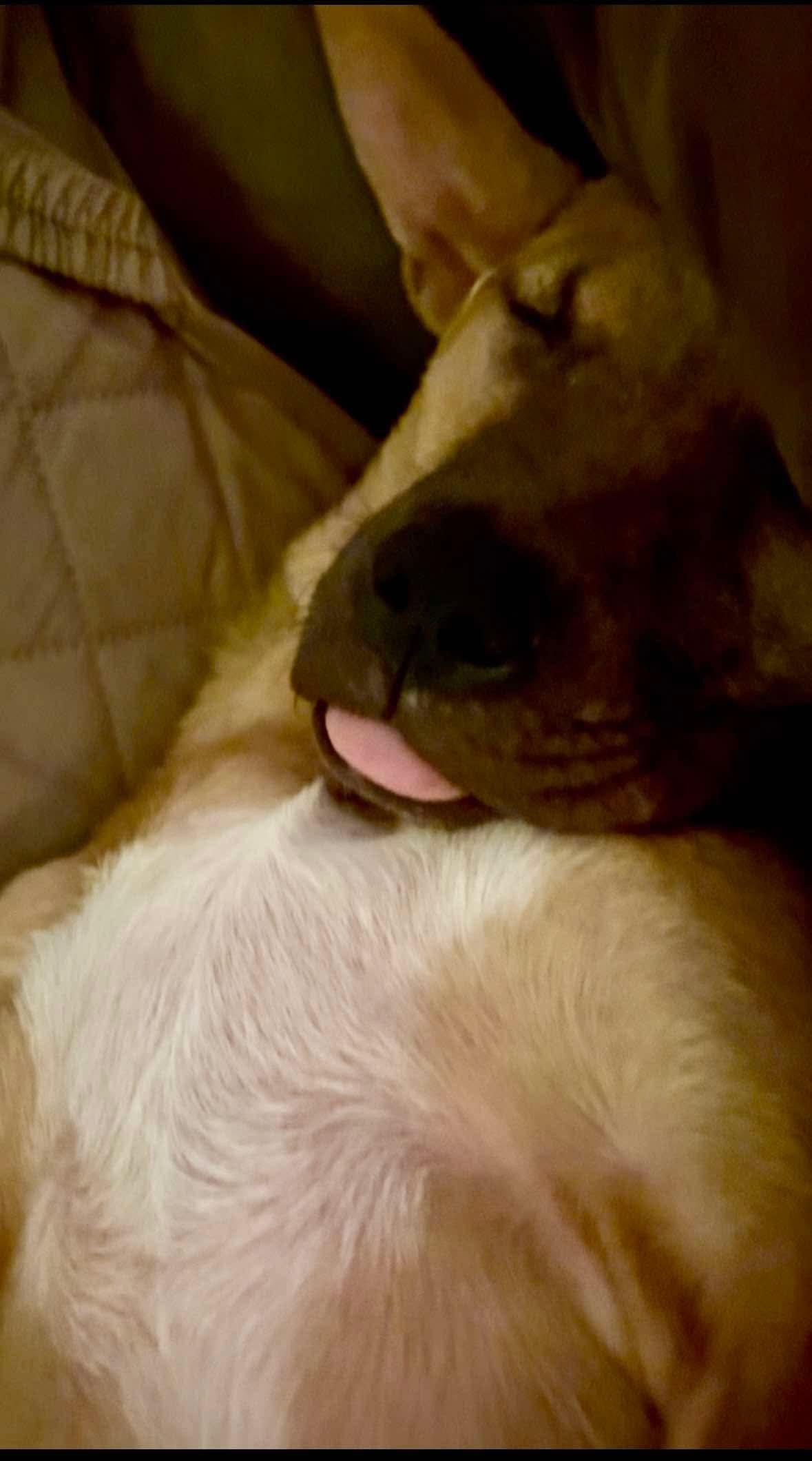 Clover (fna Macey), a Adoptable mixed breed in Ferrisburgh, VT image 2/6