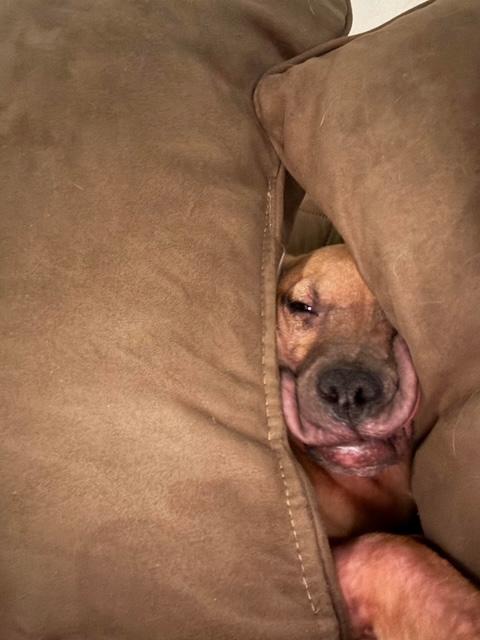 Clover (fna Macey), a Adoptable mixed breed in Ferrisburgh, VT image 3/6