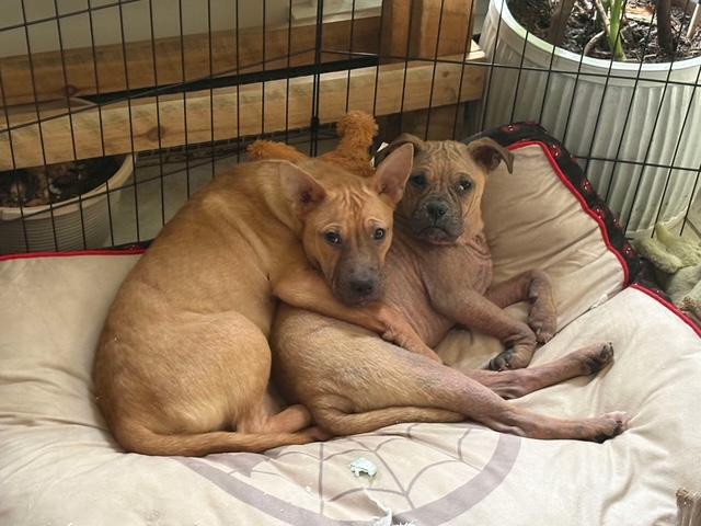 Clover (fna Macey), Adoptable, Young Female Carolina Dog & Boxer.