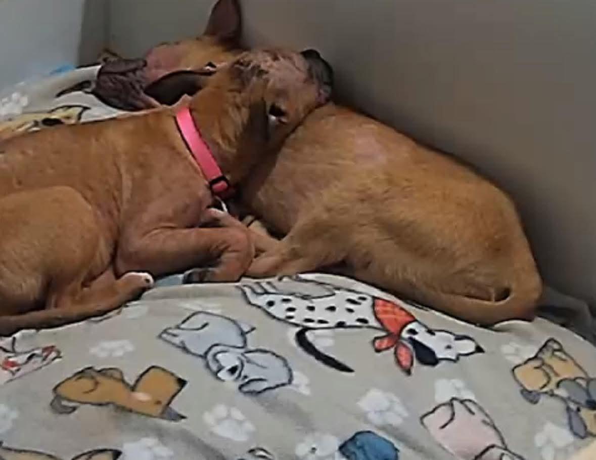 Clover (fna Macey), a Adoptable mixed breed in Ferrisburgh, VT image 5/6