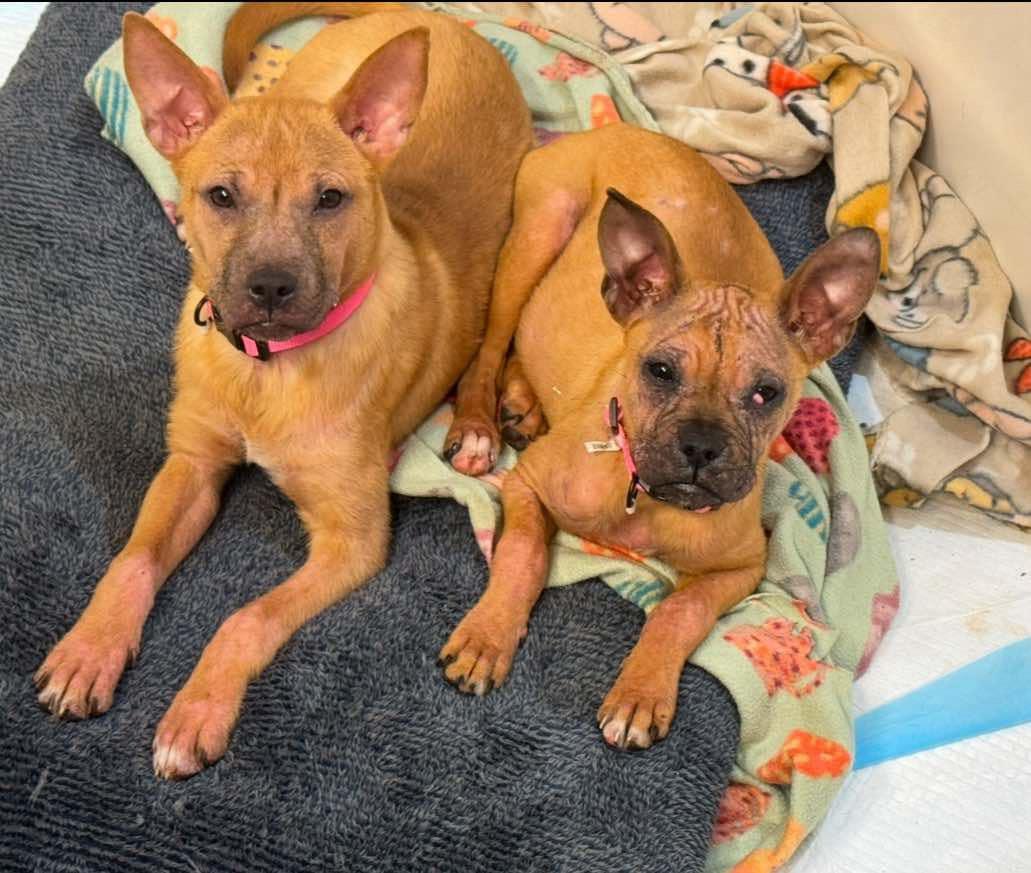 Clover (fna Macey), a Adoptable mixed breed in Ferrisburgh, VT image 6/6