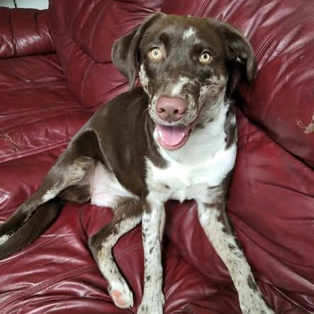 Enlarge Irene, a Adoptable mixed breed in Archbold , OH image 3/3