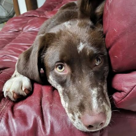 Enlarge Irene, a Adoptable mixed breed in Archbold , OH image 1/3