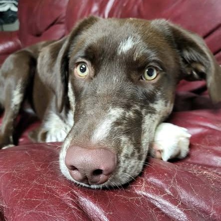 Enlarge Irene, a Adoptable mixed breed in Archbold , OH image 2/3