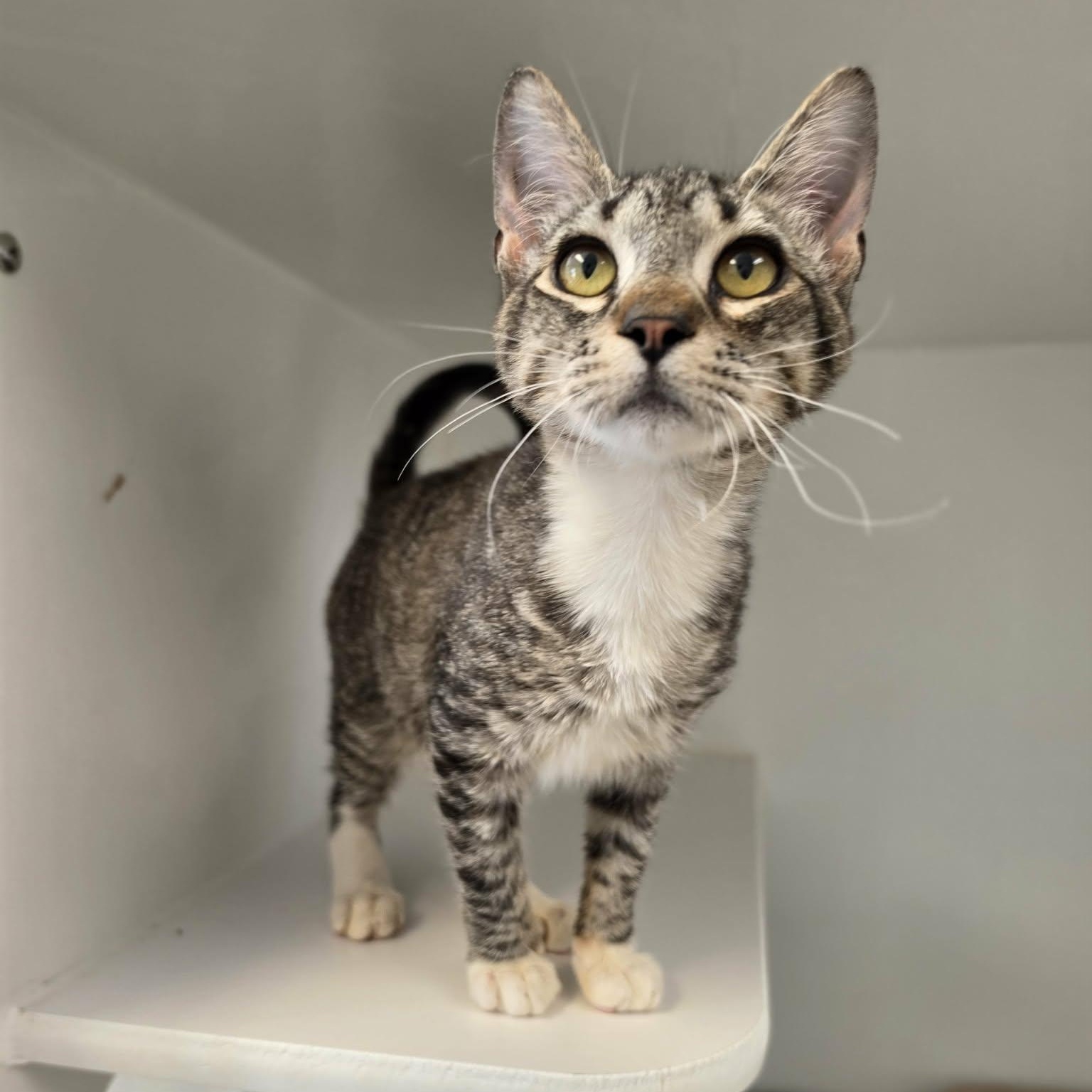 Enlarge Chewy, a Adopted Domestic Short Hair in Grants Pass, OR image 3/3