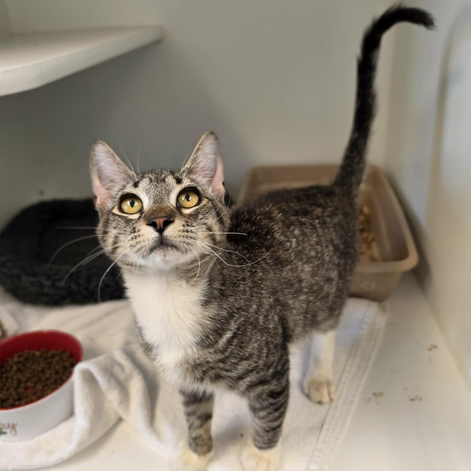 Chewy, Adopted, Kitten Male Domestic Short Hair.