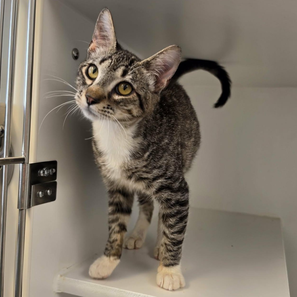 Enlarge Chewy, a Adopted Domestic Short Hair in Grants Pass, OR image 2/3