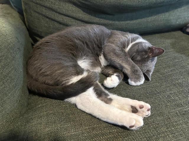 Enlarge Gilbert and Sullivan, an adopted Domestic Short Hair in Chesapeake Beach, MD image 2/2