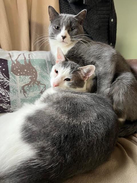 Gilbert and Sullivan, adopted, Young Male Domestic Short Hair.