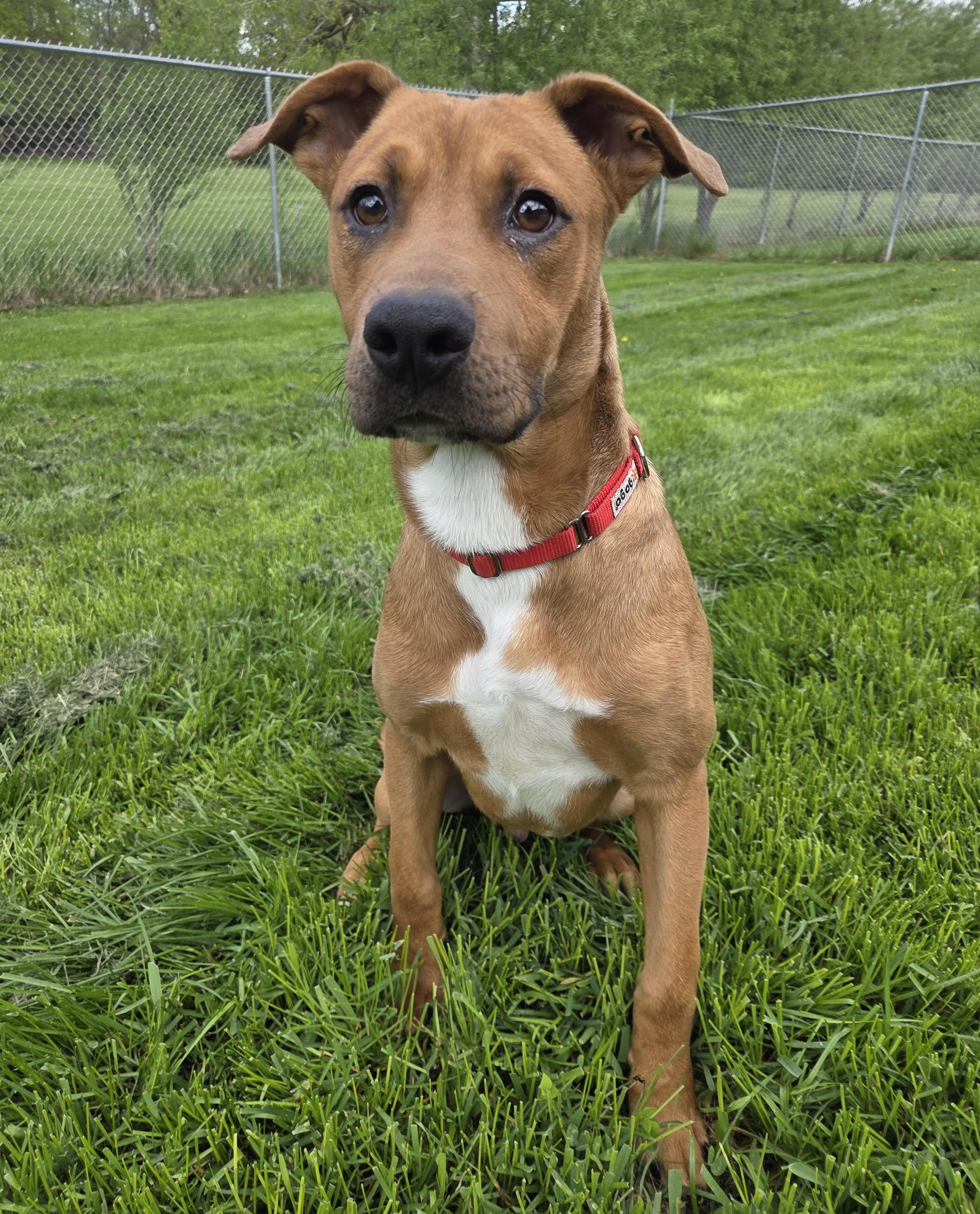 Enlarge Lenny, a ADOPTABLE mixed breed in Nevada, IA image 2/2