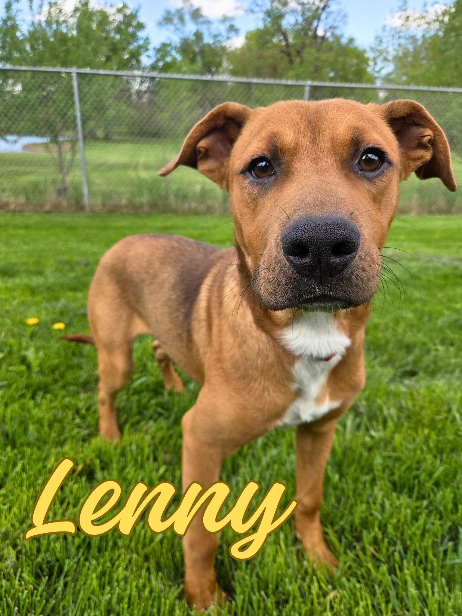 Lenny, adopted, Puppy Male Husky & Pit Bull Terrier.