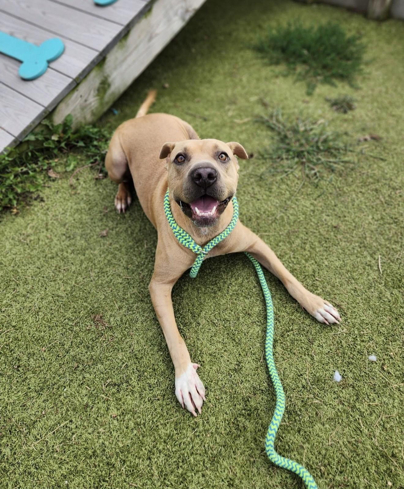 Enlarge Trifle, a ADOPTABLE mixed breed in Wooster, OH image 1/1