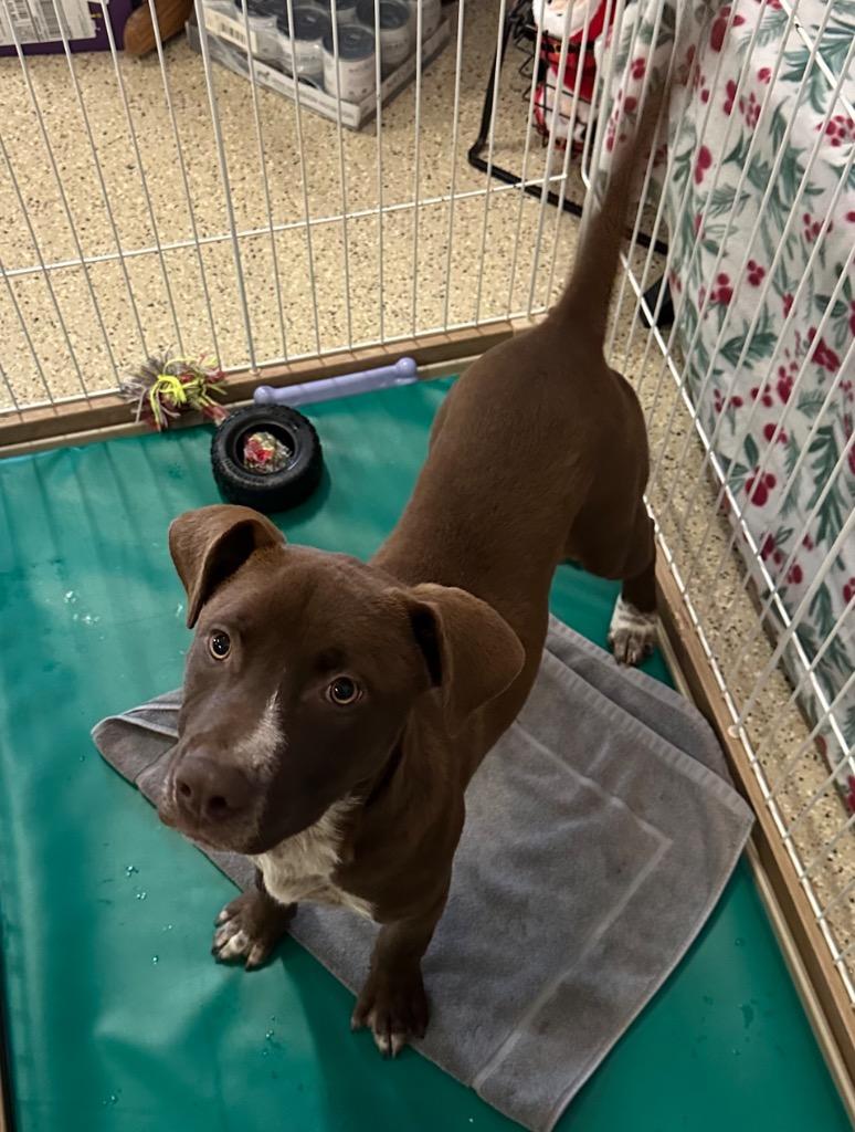 Koa, Adoptable, Young Male Mixed Breed & Chocolate Labrador Retriever.