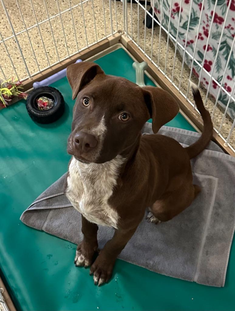 Enlarge Koa, a Adoptable mixed breed in Newberg, OR image 2/5