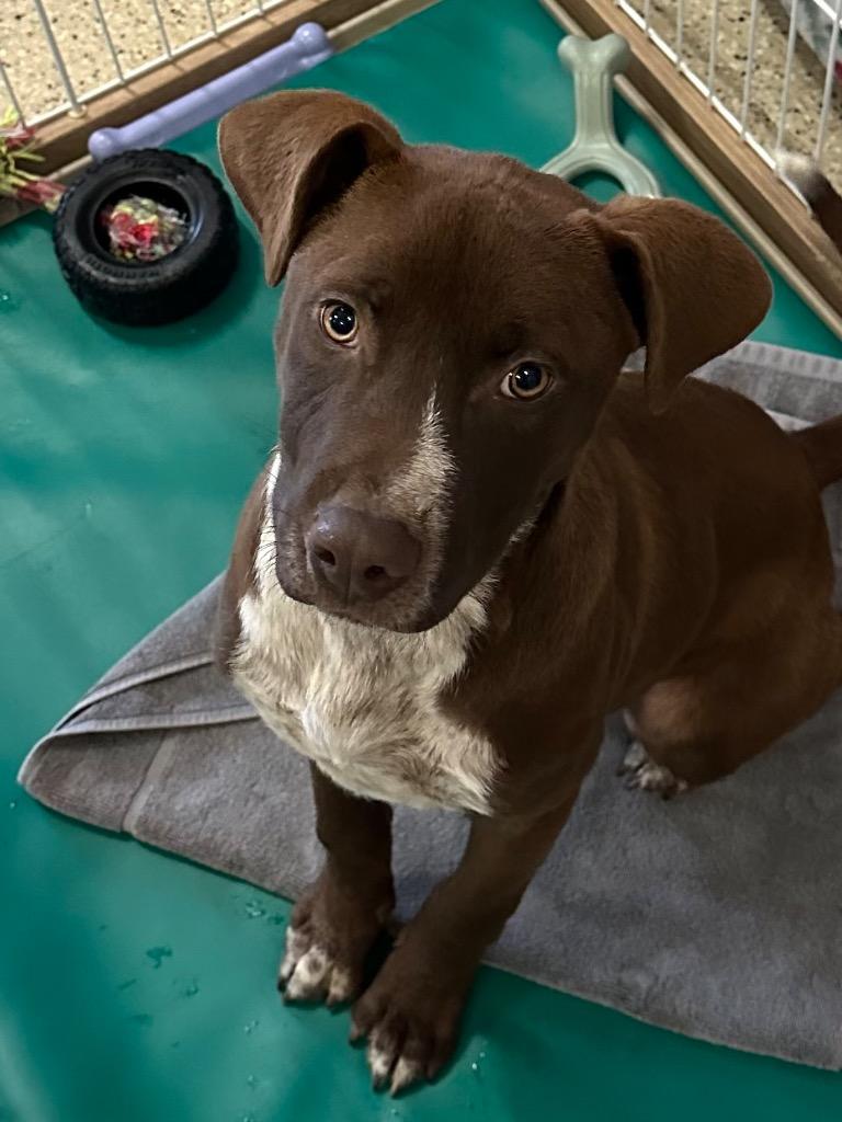 Enlarge Koa, a Adoptable mixed breed in Newberg, OR image 3/5