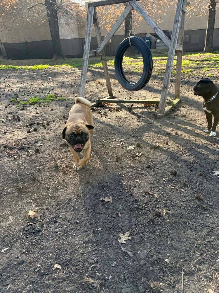 Enlarge Bert, a Adoptable Pug in Eagle, ID image 1/6