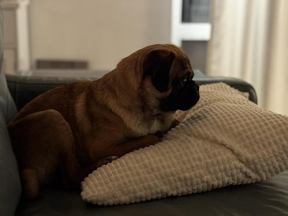 Enlarge Bert, a Adoptable Pug in Eagle, ID image 2/6