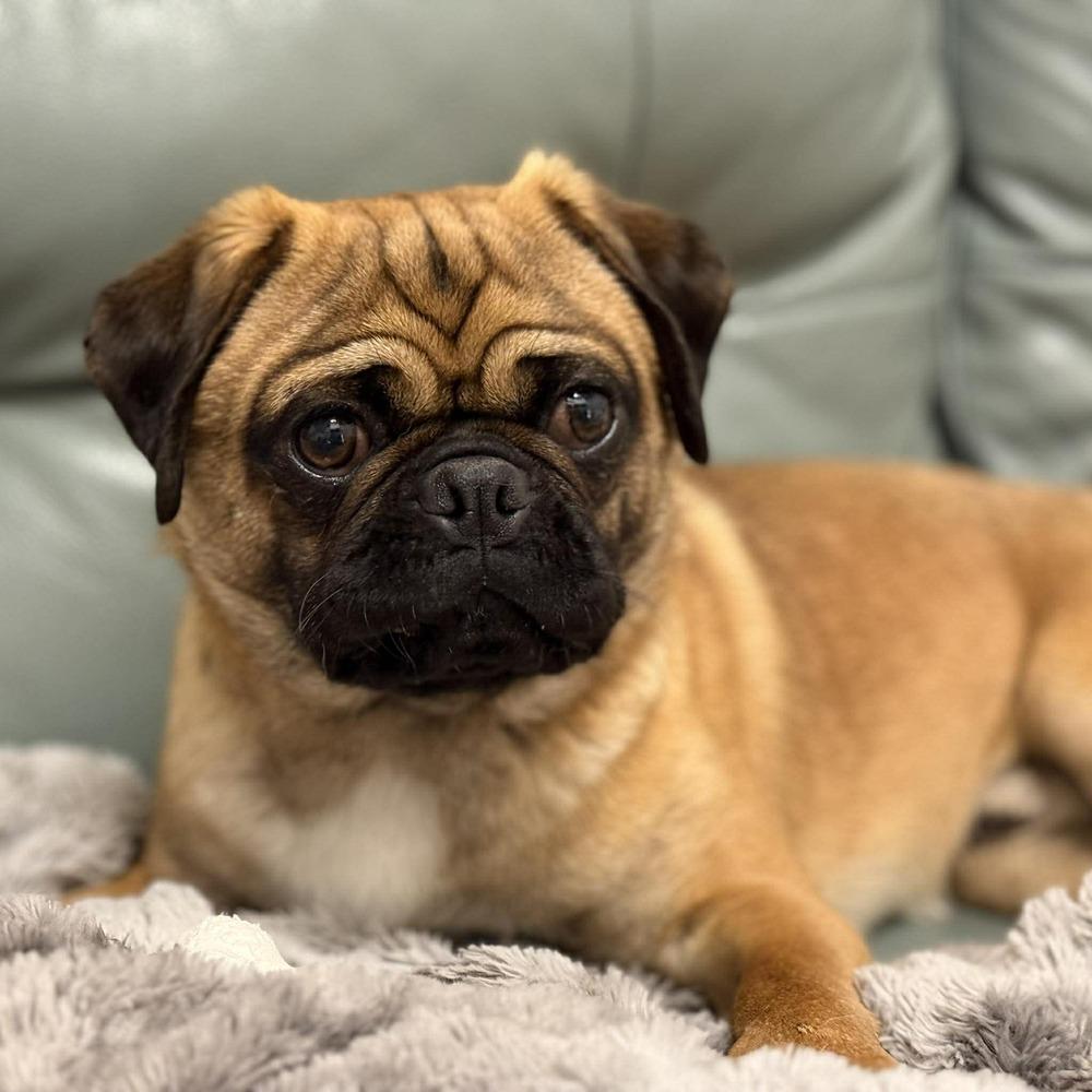 Enlarge Bert, a Adoptable Pug in Eagle, ID image 3/6