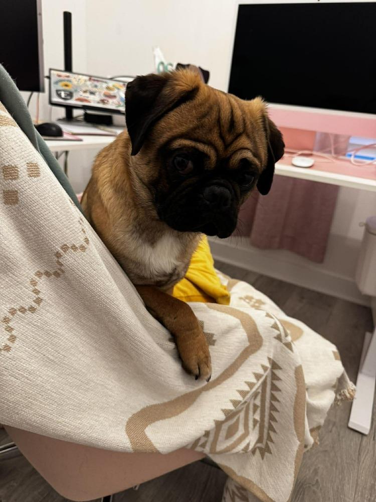 Enlarge Bert, a Adoptable Pug in Eagle, ID image 4/6