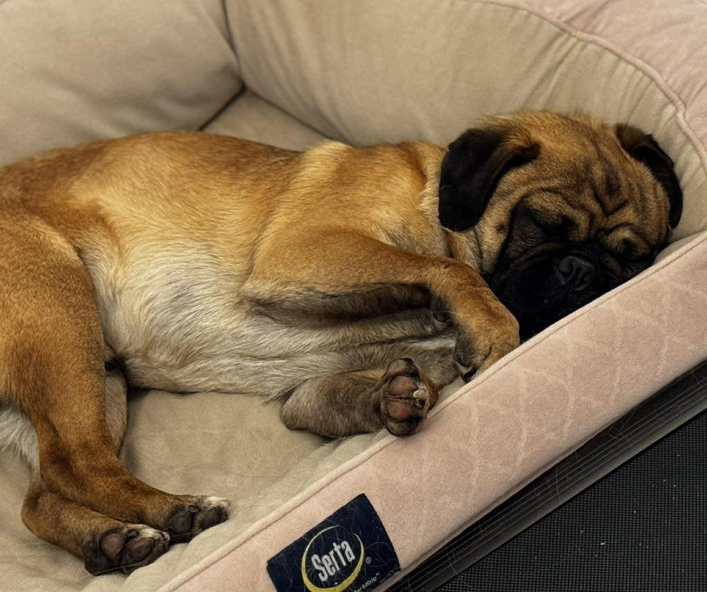 Enlarge Bert, a Adoptable Pug in Eagle, ID image 5/6