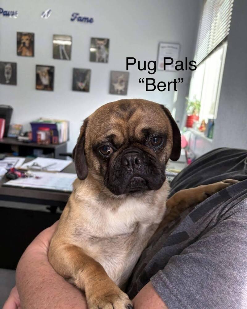 Enlarge Bert, a Adoptable Pug in Eagle, ID image 6/6