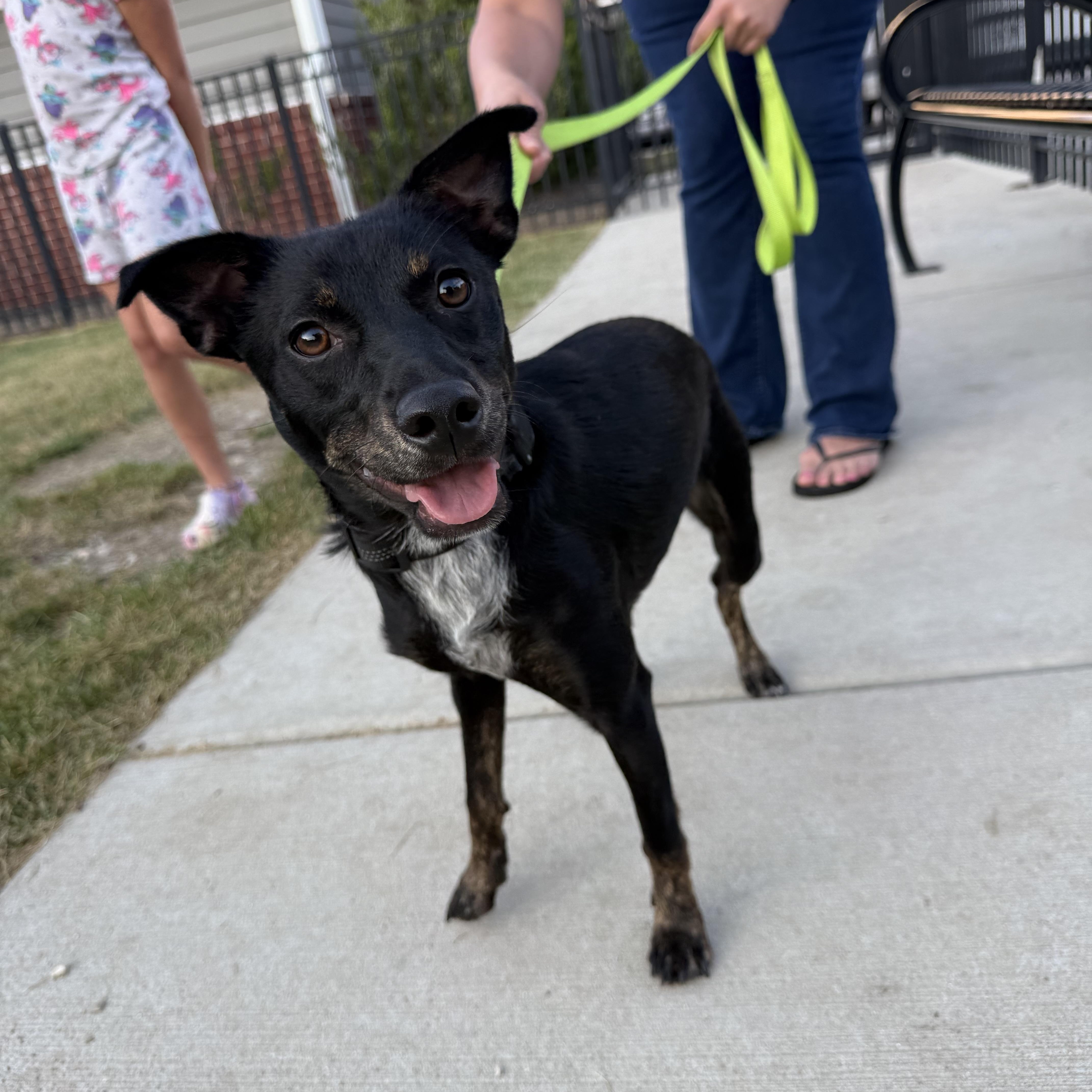 Enlarge Cricket, an adoptable mixed breed in Oswego, IL image 1/5