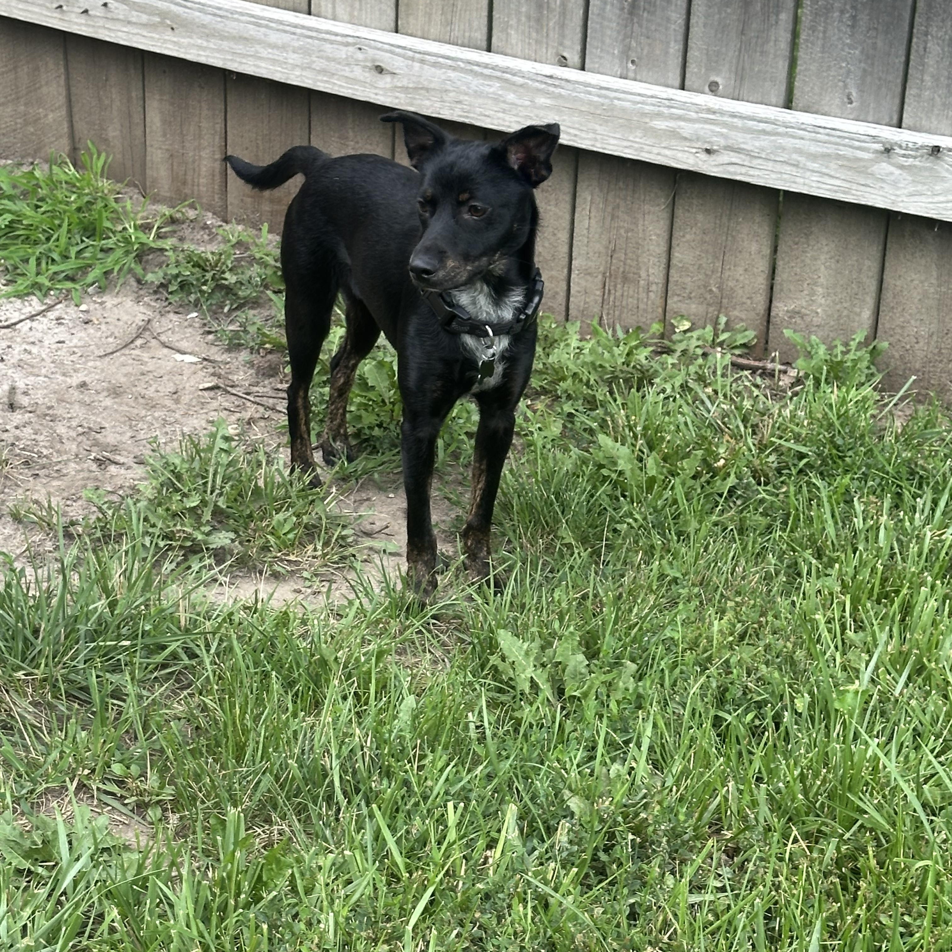 Enlarge Cricket, an adoptable mixed breed in Oswego, IL image 5/5