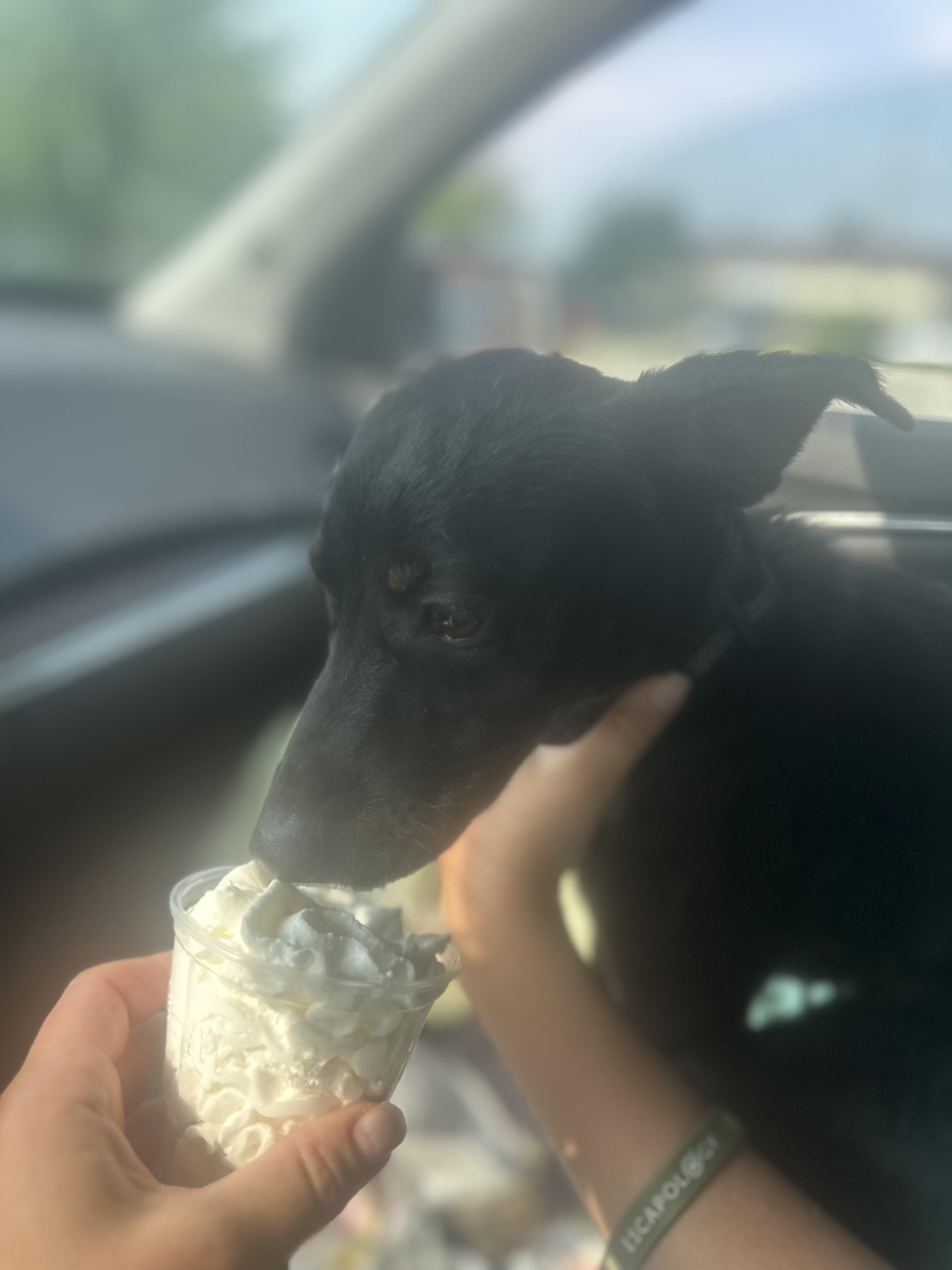 Cricket, Adoptable, Puppy Female Terrier.