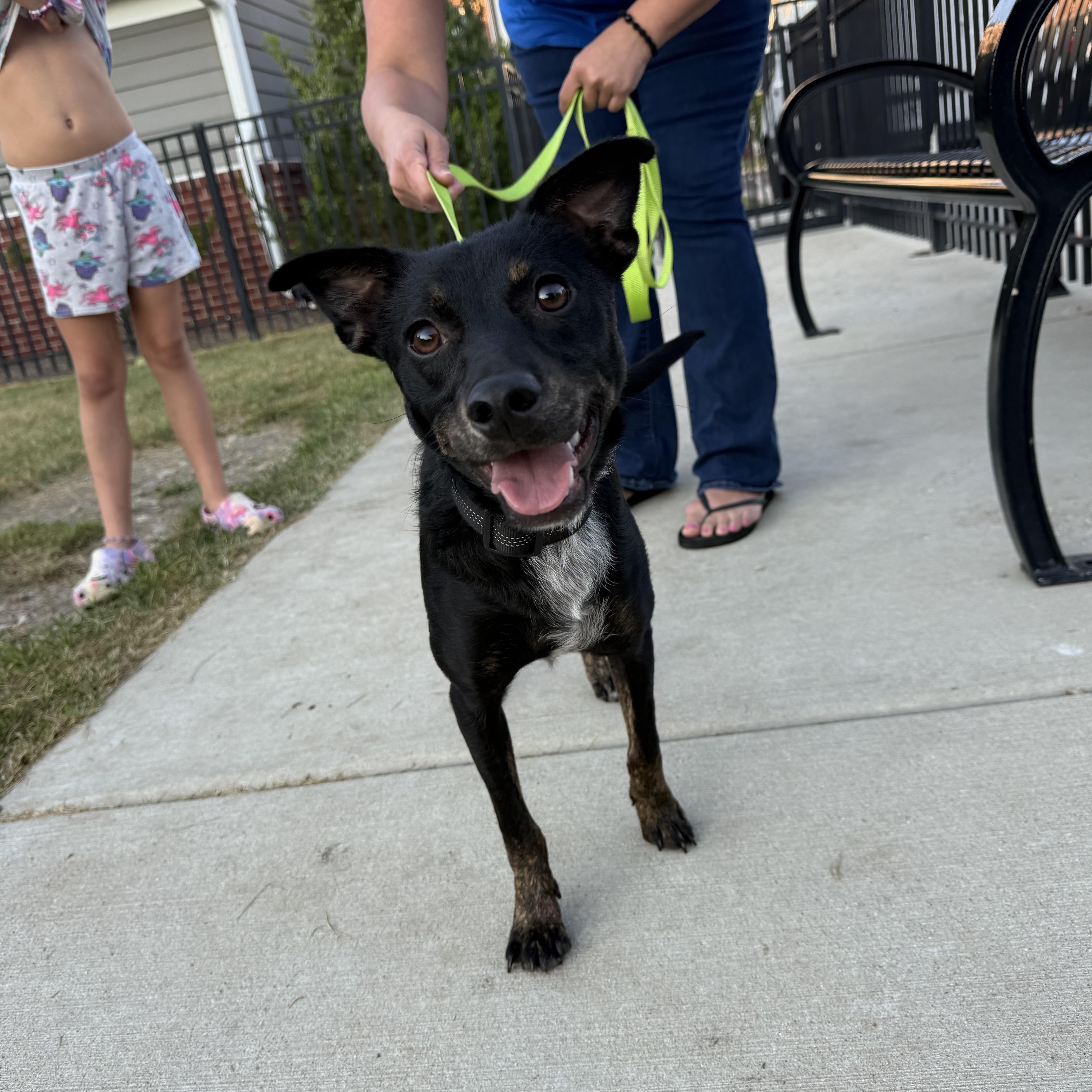 Enlarge Cricket, an adoptable mixed breed in Oswego, IL image 3/5