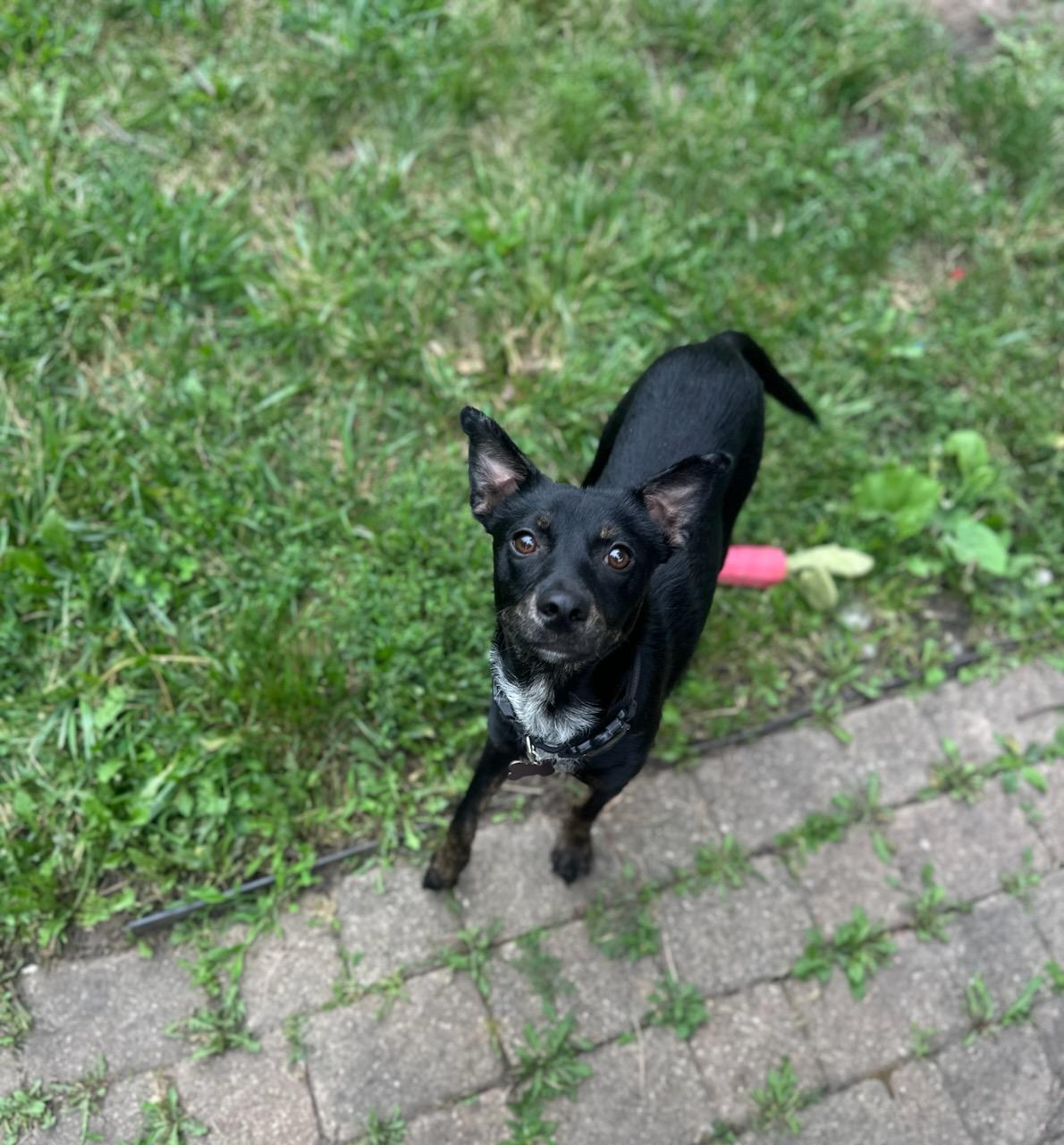 Enlarge Cricket, an adoptable mixed breed in Oswego, IL image 2/5