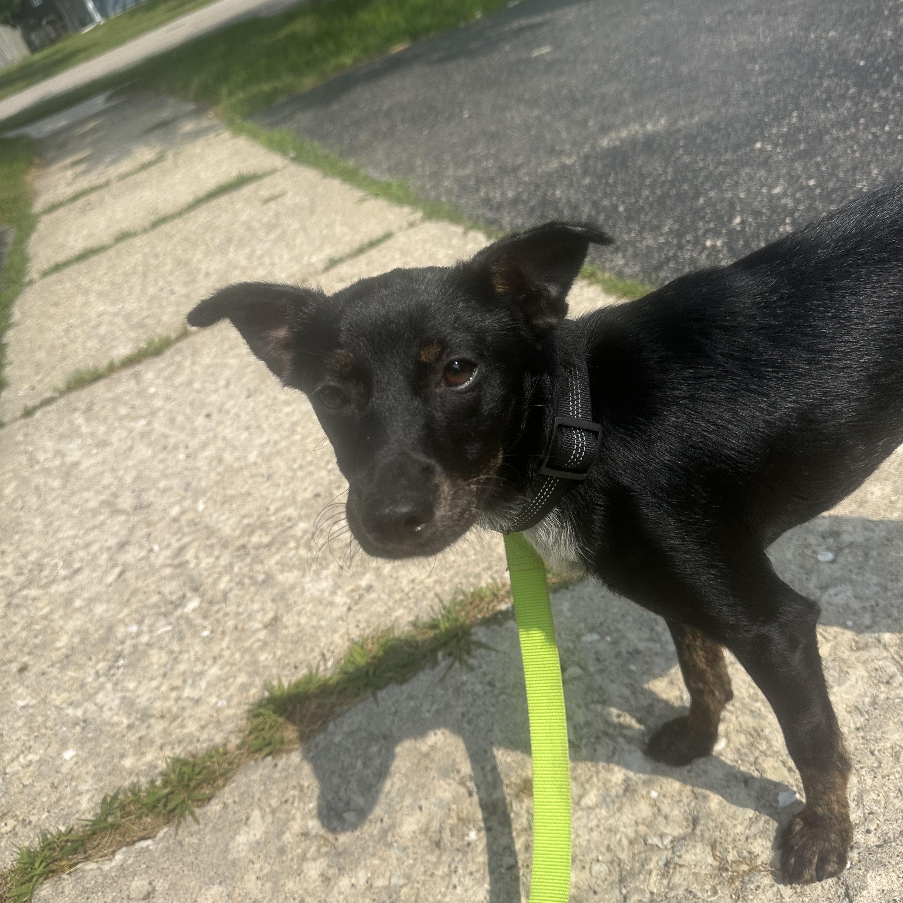 Cricket, a Adoptable mixed breed in Oswego, IL image 2/2