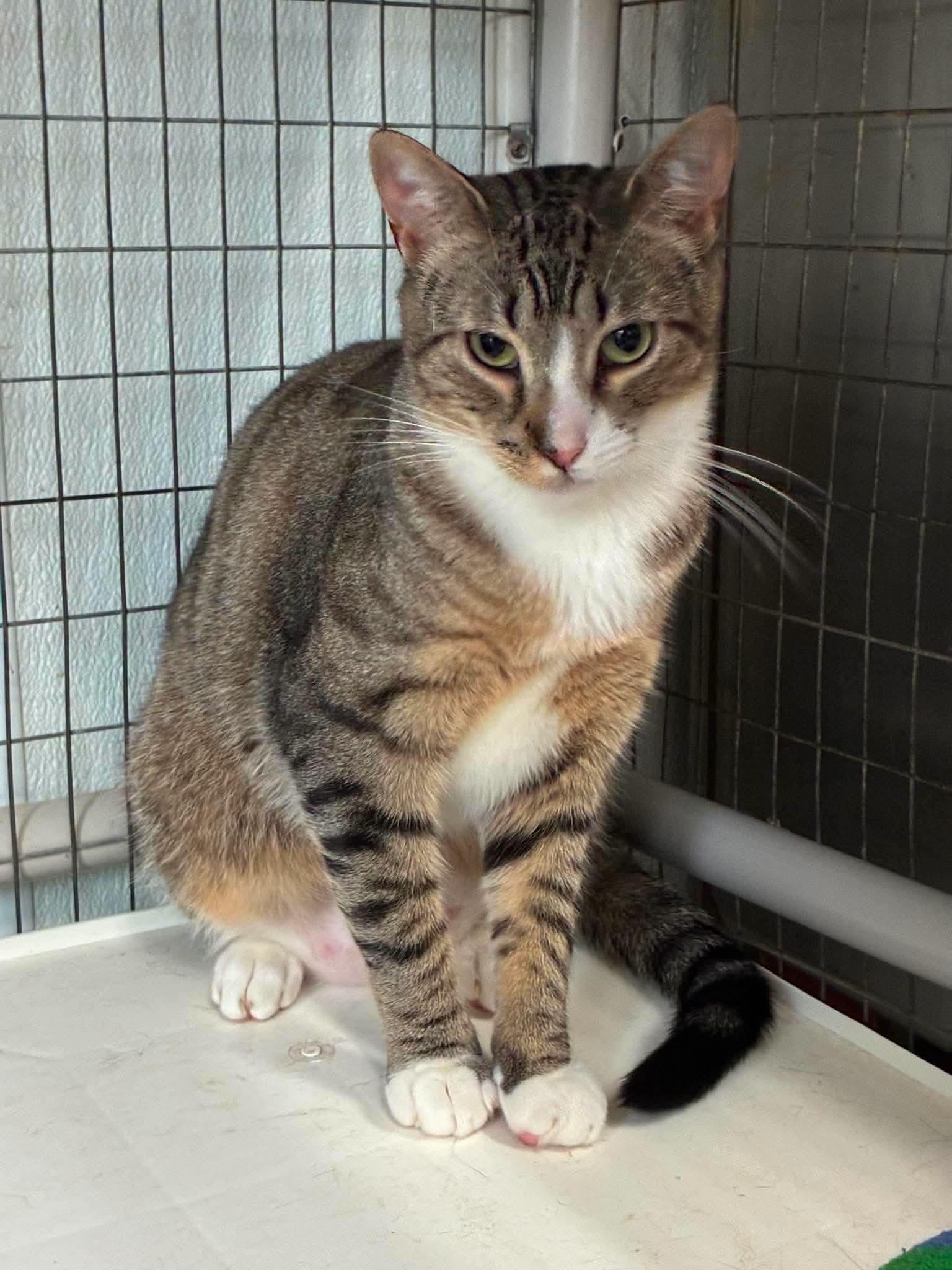Outlaws - Justice (very demure), Adoptable, Young Female Domestic Short Hair.