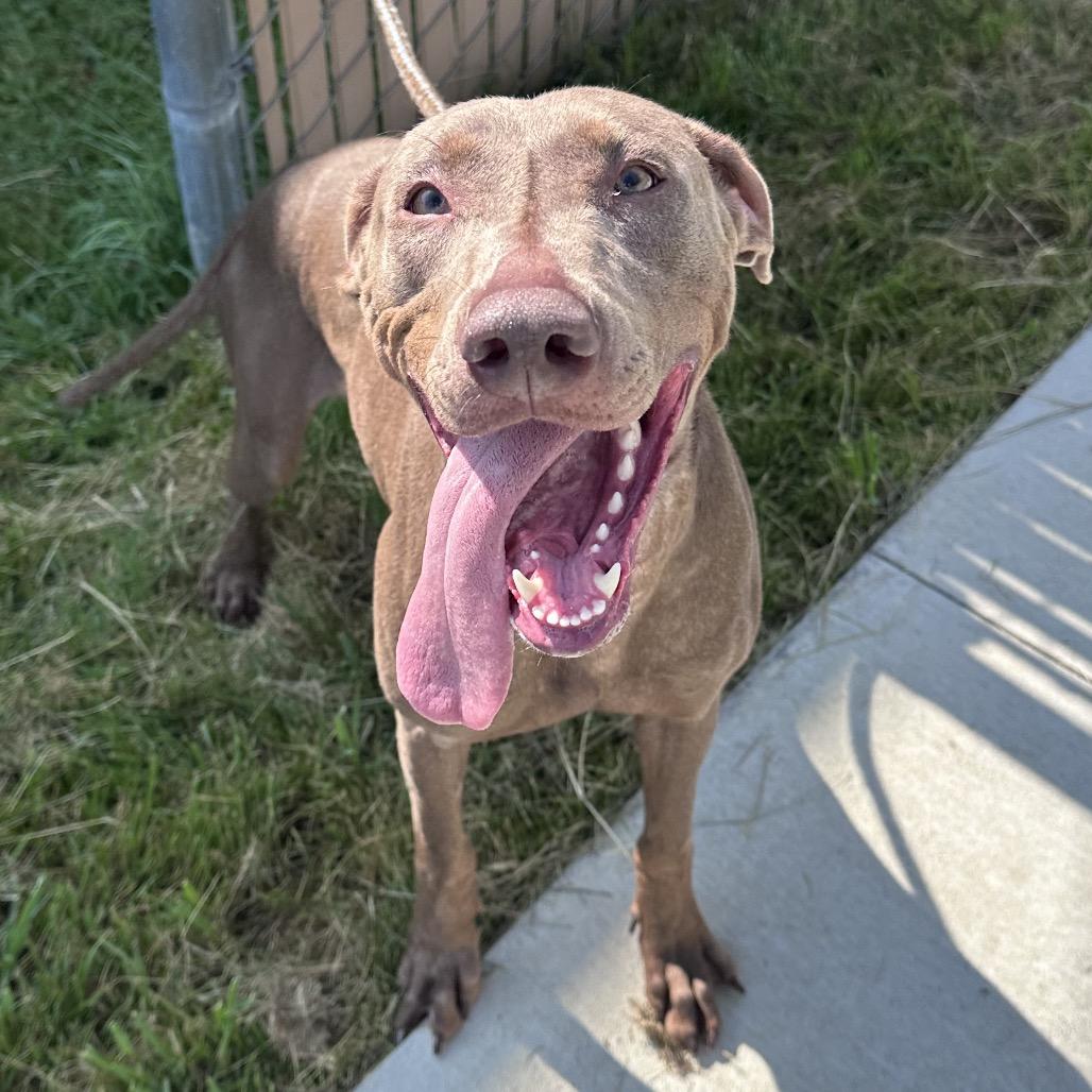 Juno, Adoptable, Young Female Doberman Pinscher & Rhodesian Ridgeback.