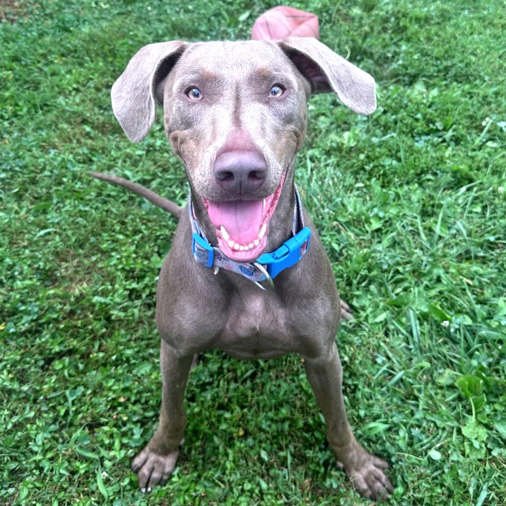 Enlarge Juno, a Adoptable mixed breed in Mount Vernon, IN image 2/6