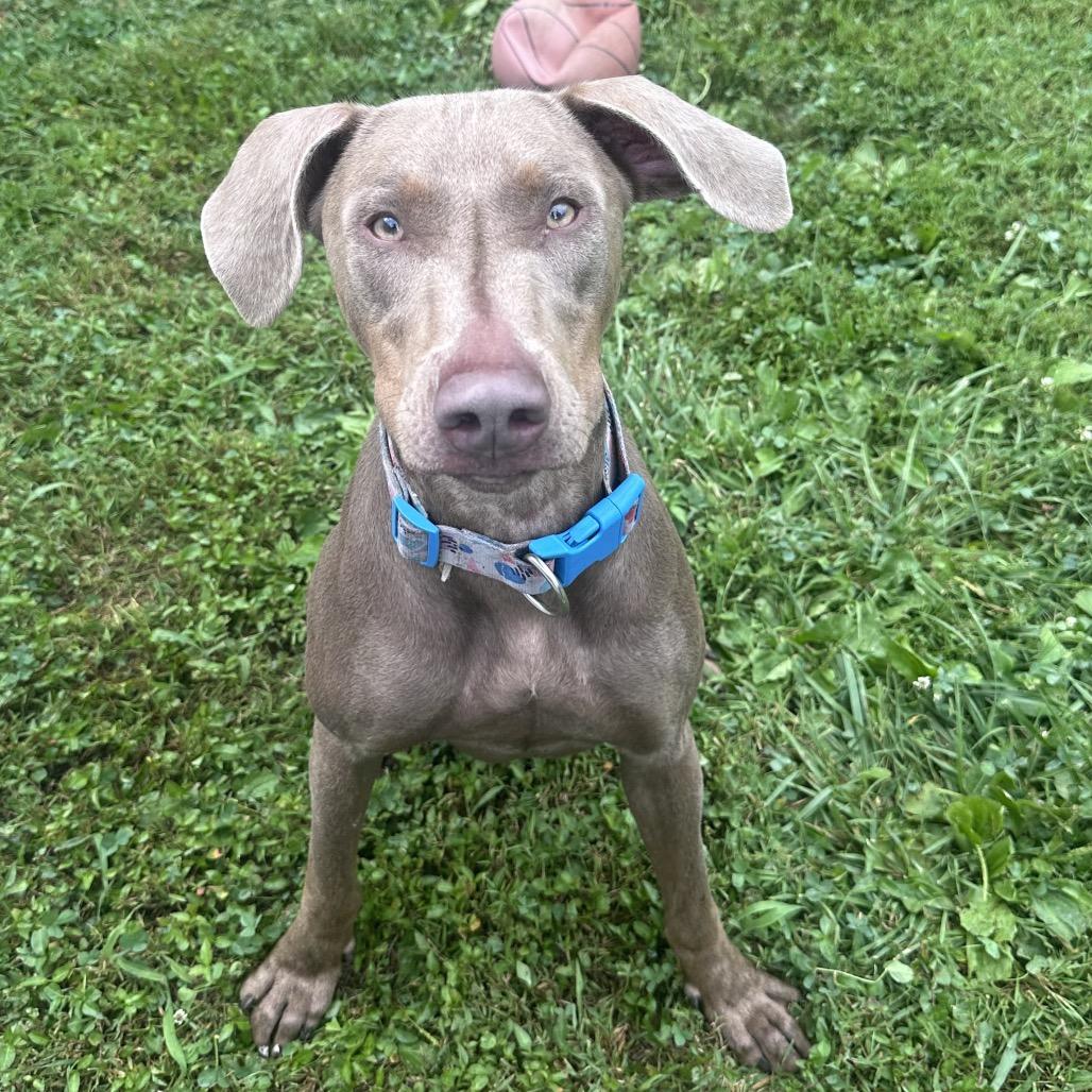 Enlarge Juno, a Adoptable mixed breed in Mount Vernon, IN image 3/6