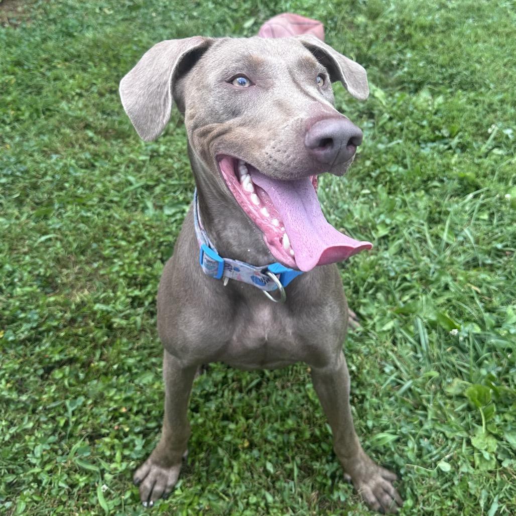 Enlarge Juno, a Adoptable mixed breed in Mount Vernon, IN image 4/6