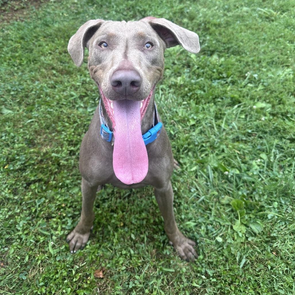 Enlarge Juno, a Adoptable mixed breed in Mount Vernon, IN image 5/6