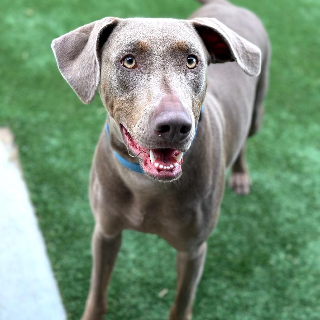 Enlarge Juno, a Adoptable mixed breed in Mount Vernon, IN image 6/6