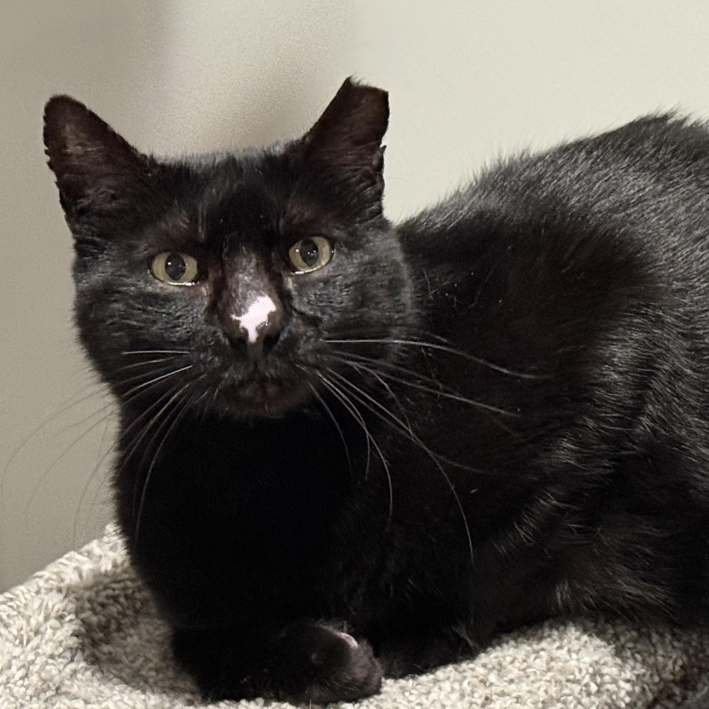 Little Button, Adoptable, Young Female American Shorthair.