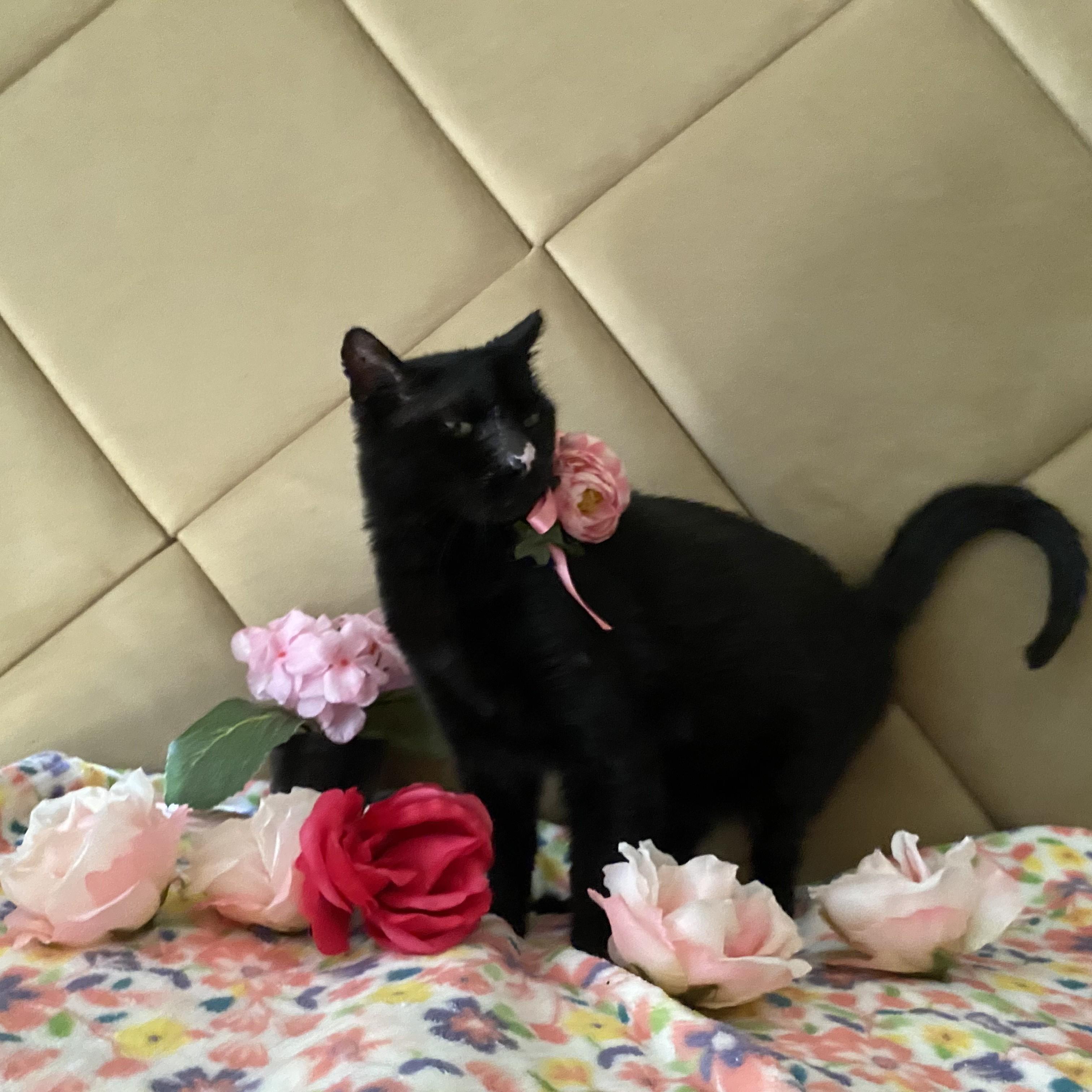 Enlarge Little Button, a Adoptable American Shorthair in Allen, TX image 3/6