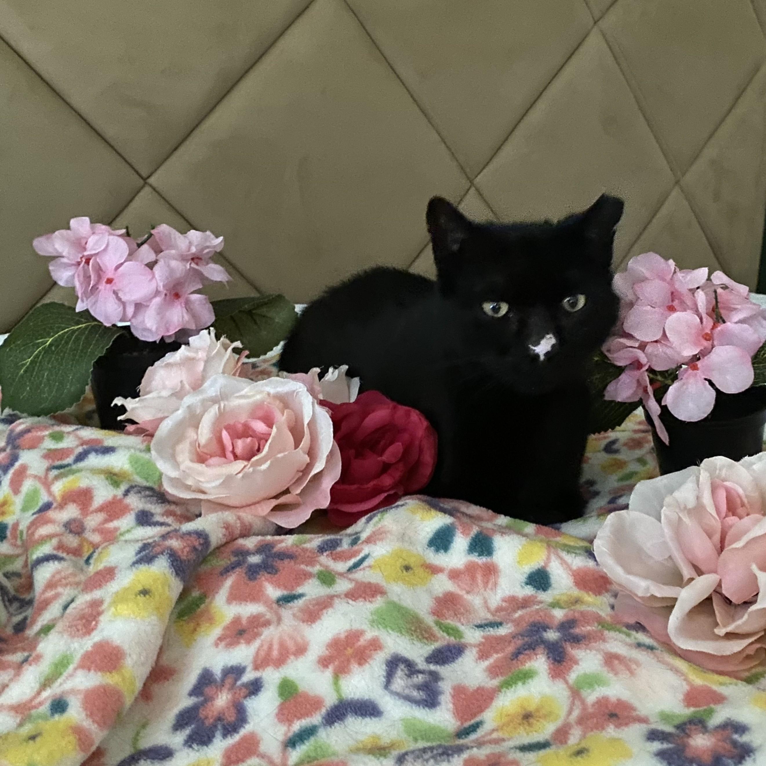 Enlarge Little Button, a Adoptable American Shorthair in Allen, TX image 4/6