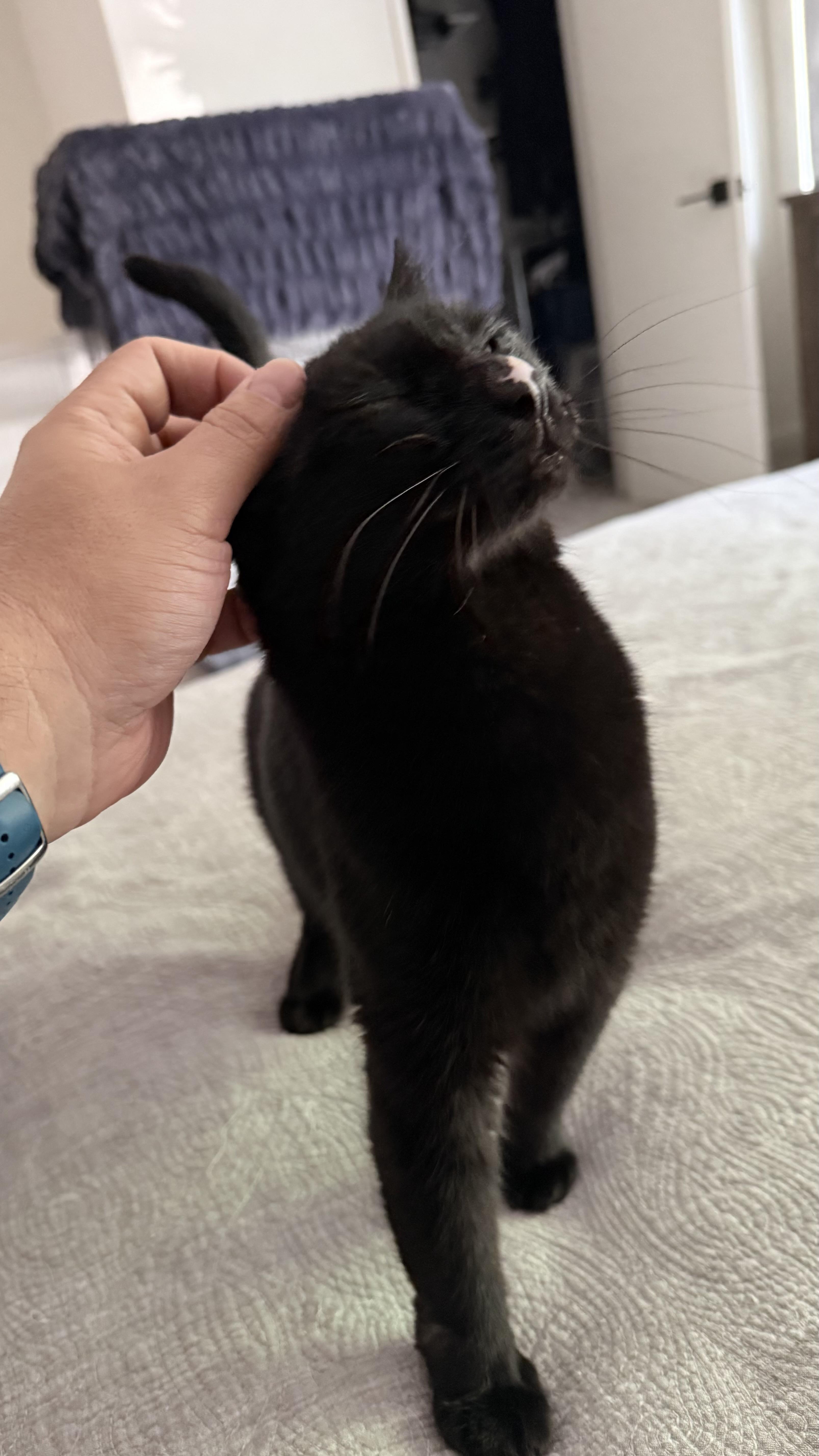 Enlarge Little Button, a Adoptable American Shorthair in Allen, TX image 5/6