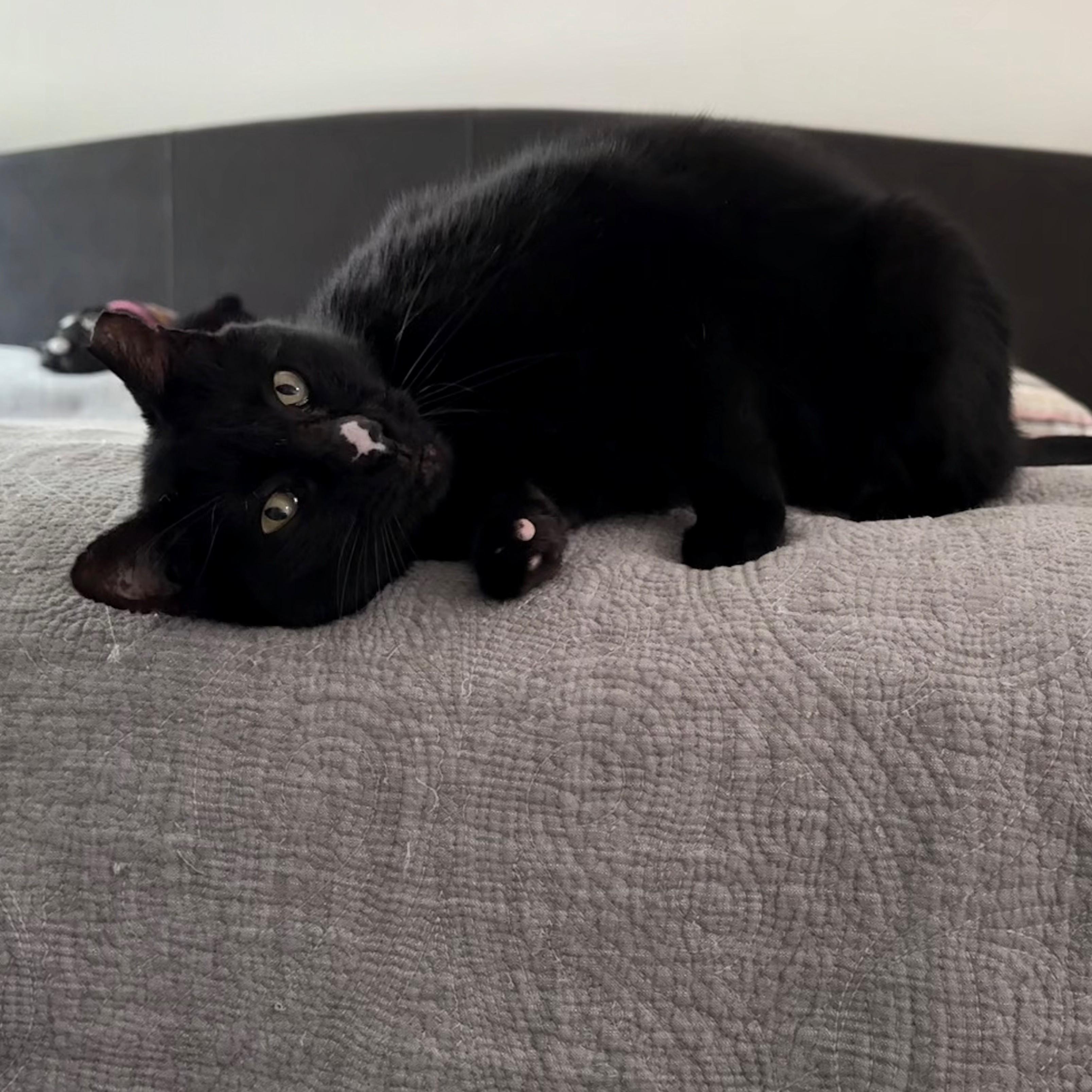 Enlarge Little Button, a Adoptable American Shorthair in Allen, TX image 6/6