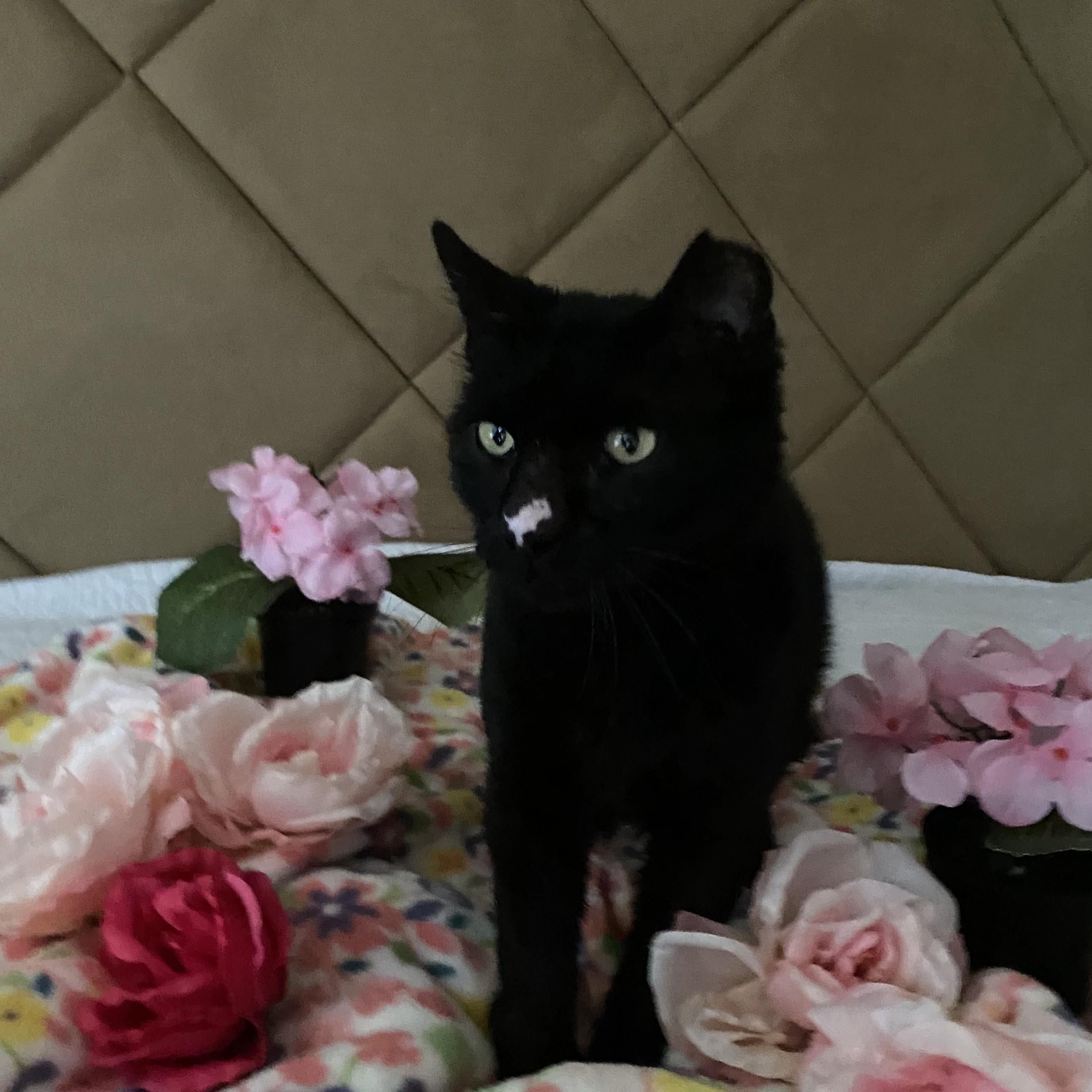 Enlarge Little Button, a Adoptable American Shorthair in Allen, TX image 2/6